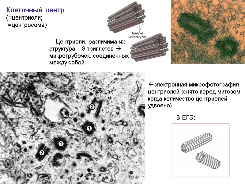 Клеточный центр (=центриоли;  =центросома) В ЕГЭ: электронная микрофотография центриолей (снято перед митозом, когда